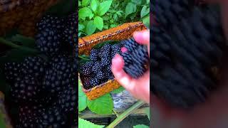 Blackberry Picking  #satisfying #shortvideo