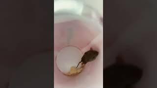 I found a baby mouse  #mousetales.