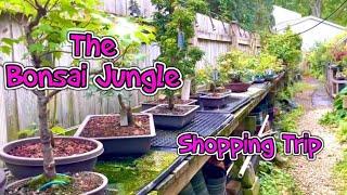 Shopping for Bonsai - The Bonsai Jungle