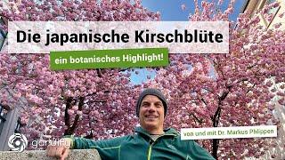 Die japanische Kirschblüte - ein botanisches Highlight!  | gardify Tipps