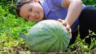 Harvesting giant watermelons For sale, 50 kg To share with children for the joy of eating every day