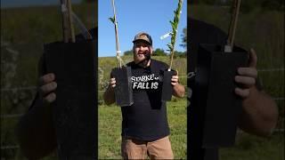 Can you plant in the Fall? #garden #shorts #fruit #appletree #diy