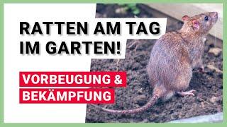 Ratten am helllichten Tag im Garten – Vorbeugung und Bekämpfung