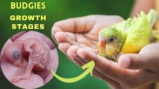 || Budgies growth stages || RK Raising Kids Vlog ||