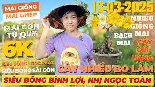 CHỊ NHI Giao Lưu Mai Vàng Giá Rẻ, Siêu Bông Bình Lợi, Nhị Ngọc Toàn, SB Sài Gòn... • THÀNH TRỌNG LÊ