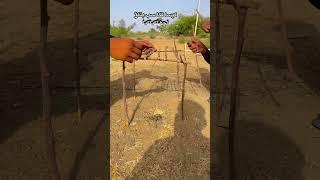 #punjabimusic #love #lifeisbutadream birds feeds #pinddamahool