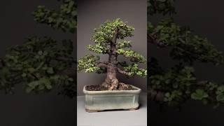 Wonderful Bonsai trees  #bonsai #shorts