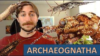 Archaeognatha: The Bristletails - Order Spotlight