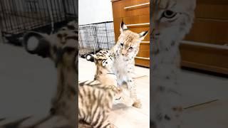 РЫСЬ, МЕДВЕДЬ и ТИГРЫ - играют вместе))) #медведь #животные #animals #тигр #рысь