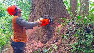 Very Dangerous ‼️ cut down large and tall mahogany trees