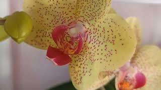 Мои орхидеи в январе 2023 года/Цветут орхидеи/My orchids in January