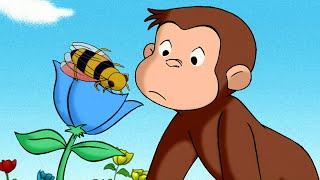 Da dove viene il miele?  Curioso Come George  Cartoni per Bambini