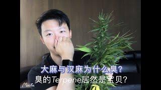 汉麻与大麻中的Terpene是什么？ 萜硒？ 有何作用？