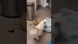 i wish i was a cat, no school, no work, just meow meow