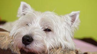 Everything You Need to Know About the West Highland White Terrier!