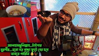 আলহামদুলিল্লাহ,,টাইগার মুরগীর,,এতো বড় বাচ্চা ফুটে বের হবে ভাবতে পারিনি 