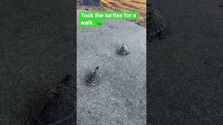 Turtle walk  #shorts