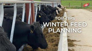 Top Tips - Winter Feed Planning  | ABP Demonstration Farm