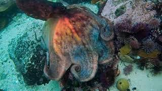 El documental del mes: "My Octopus Teacher".