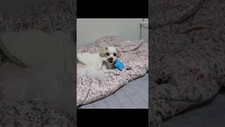 안찍을때만 잘노는 강아지^^.   #말티푸