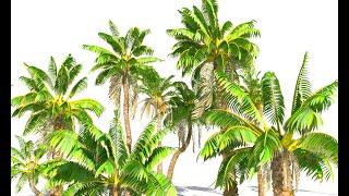 Animated Palm Trees