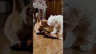 Curious Kitten Meets Playful Puppy  First Encounter with Toy Snake | #CuteAnimals #Interspecies #P