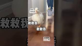 害怕個屁鴨 #鸭子 #害怕 #萌宠 #funny #搞笑 #动物