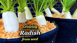 How to Grow Big Radish from Seed to Harvest - Container Garden