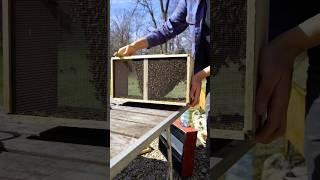 New colony of Russian Bees! pt.1 #Beekeeping #beekeeper #Bees #beehive #russian