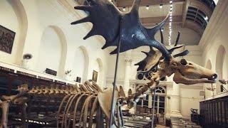 INDIAN MUSEUM KOLKATA TOUR INDIA's LARGEST & OLDEST museum of india..  Exploring full museum 2017