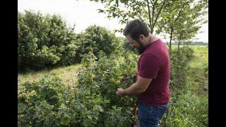 Black Currant Agronomy Panel