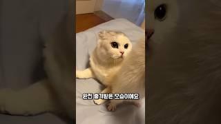 죽은 줄 알았던 친구가 살아돌아왔을 때 털복실이의 반응 #동물 #반전 #우정