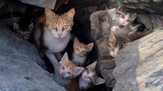 Poor mother cat hiding in the cliffs to protect her Kittens.