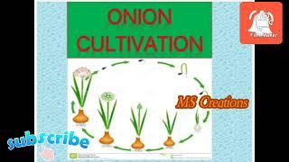 JRF Horticulture classes on cultivation of onion&imp topics#agriculture#jrfhorticulture#jrf #jrf2024