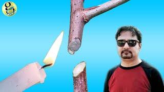 PLANT PRUNING TIPS | Types of Pruning and Right Time to Prune plants