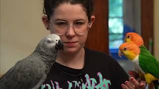 The Shrek Shirt | Apollo the Talking Parrot Livestream