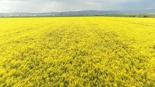 Yellow mustard field aerial view (4K) - Royalty Free Videos (The Collection)