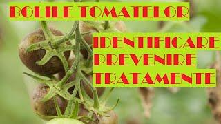 Everything about tomato diseases - fungal, bacterial, viral, deficiencies, physiological conditions.