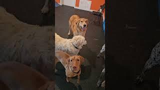 The dog with the unique "Bark" golden retrievers are just the best! #goldens #doggoden