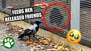 Rescued raven feeds her friends with her own food