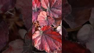 Beautiful Begonia Red Bull  #begonia #indoorplants #shorts #viralvideo #gardening #shortvideo