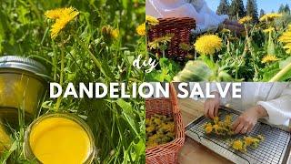 DIY Healing Dandelion Salve with Anti-Inflammatory Properties for Aches & Pains | DIY Natural Remedy