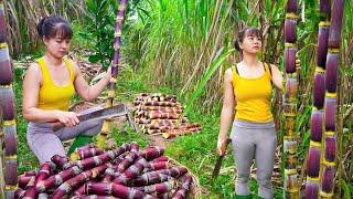 Harvesting Sugarcane and Fresh Vegetables for Market Sale | Phương New Bushcraft
