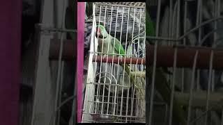 sweetu loving parrot