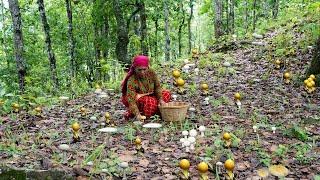 Which Wild Mushroom is eatable? Wild Mushroom Hunting, Cooking and Eating | Kanchhikitchen