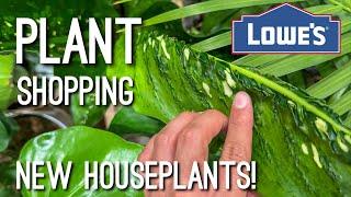 NEW Costa Farms Houseplant Find at Lowe’s! Big Box Store Plant Shopping!