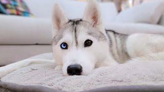  Come Hang Out With My Husky! (LIVE)