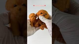 Squishy cute teddy dog  #cute #satisfying #stressrelief #kawaiiaesthetic #puppy #teddydog #poodle