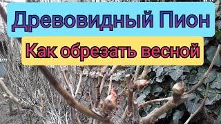 Древовидный Пион. Как Обрезать Весной. Уход  / Обзор теплиц / Рассада.