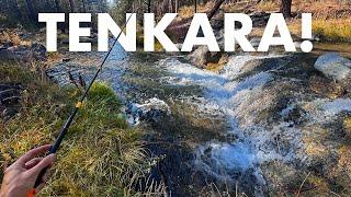 Catching Surprise Fish in a Unique Mountain Creek! (Tenkara Fly Fishing)